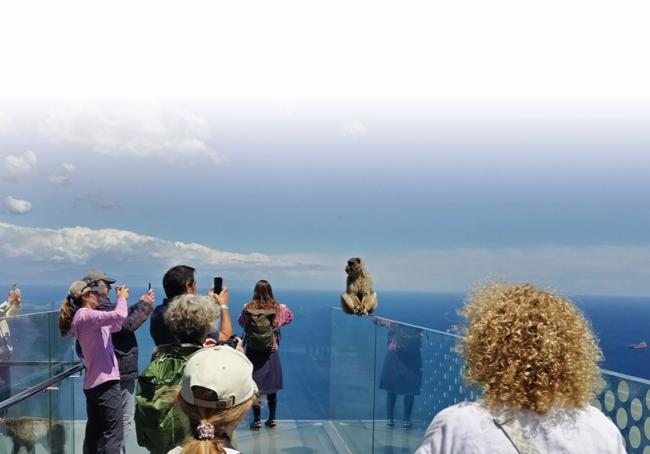 Eine Attracktion für die Touristen sind die Berberaffen.