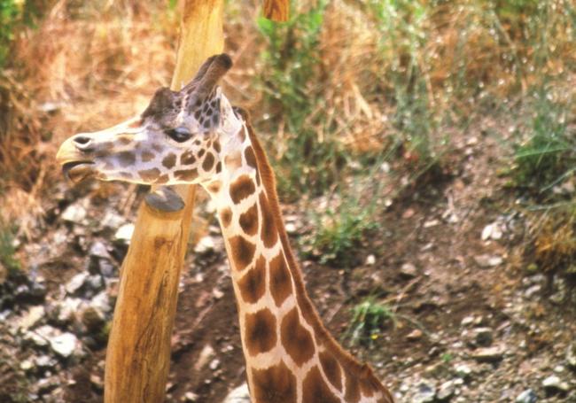 Eine der Hauptattraktionen des Parks sind die Giraffen.