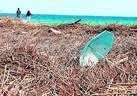 Angeschwemmte Reste von Riesenschilf Ende der Woche am Strand von Guadalmar.