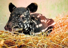 Das Tapirkalb im Bioparc.