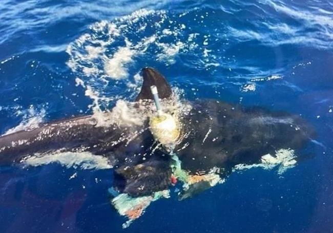 Erst vor kurzem hatte sich ein Orca an einer Boje verheddert.