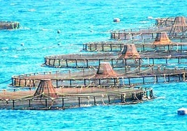 Aquakulturfarmen vor der andalusischen Küste.