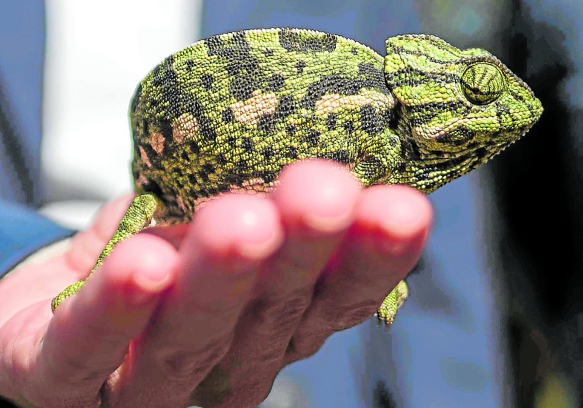 Proyecto Camaleón soll den Schutz der Chamäleons stärken