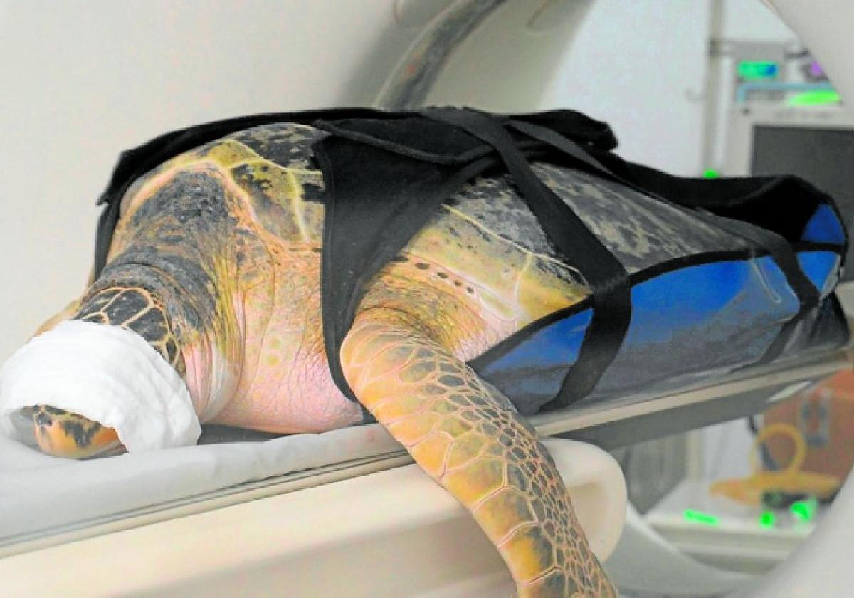 CAT-Scan bei 115 Kilo schwerer Schildkröte