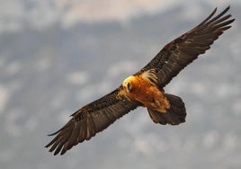 Exemplar eines Bartgeiers im Flug.