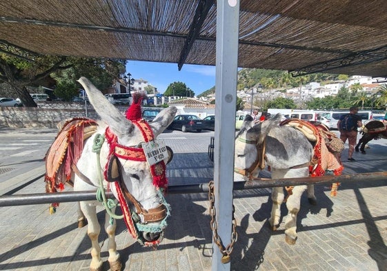 Eseltaxi auf der Plaza Virgen de la Peña in Mijas Pueblo.