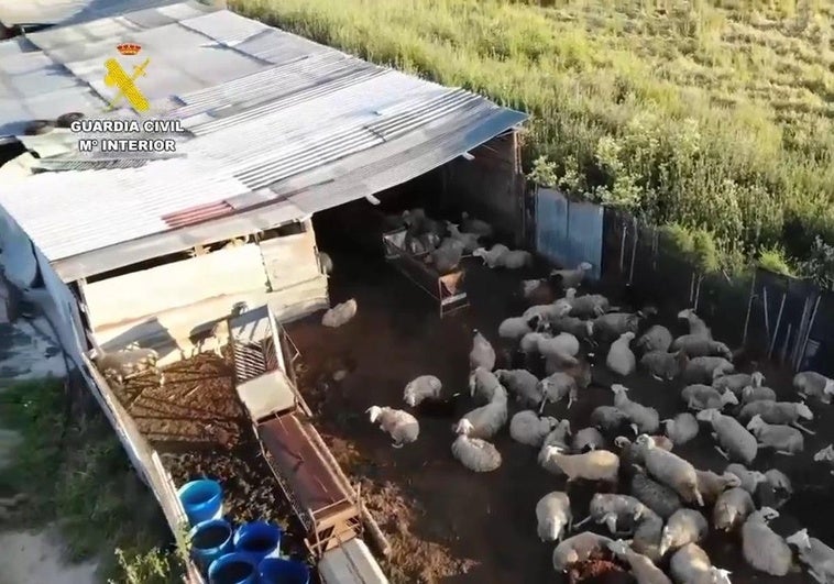 Der Schlachhof in der Provinz Ávila, zu dem die illegal eingeführten Schafen und Ziegen gebracht wurden.