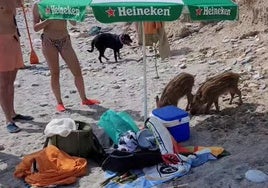Die Wildschweine liefen mitten unter den Badegästen umher.