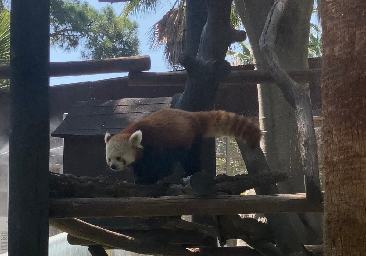 Selwo Aventura Estepona erweitert die Familie der Roten Pandas, einer vom Aussterben bedrohten Art
