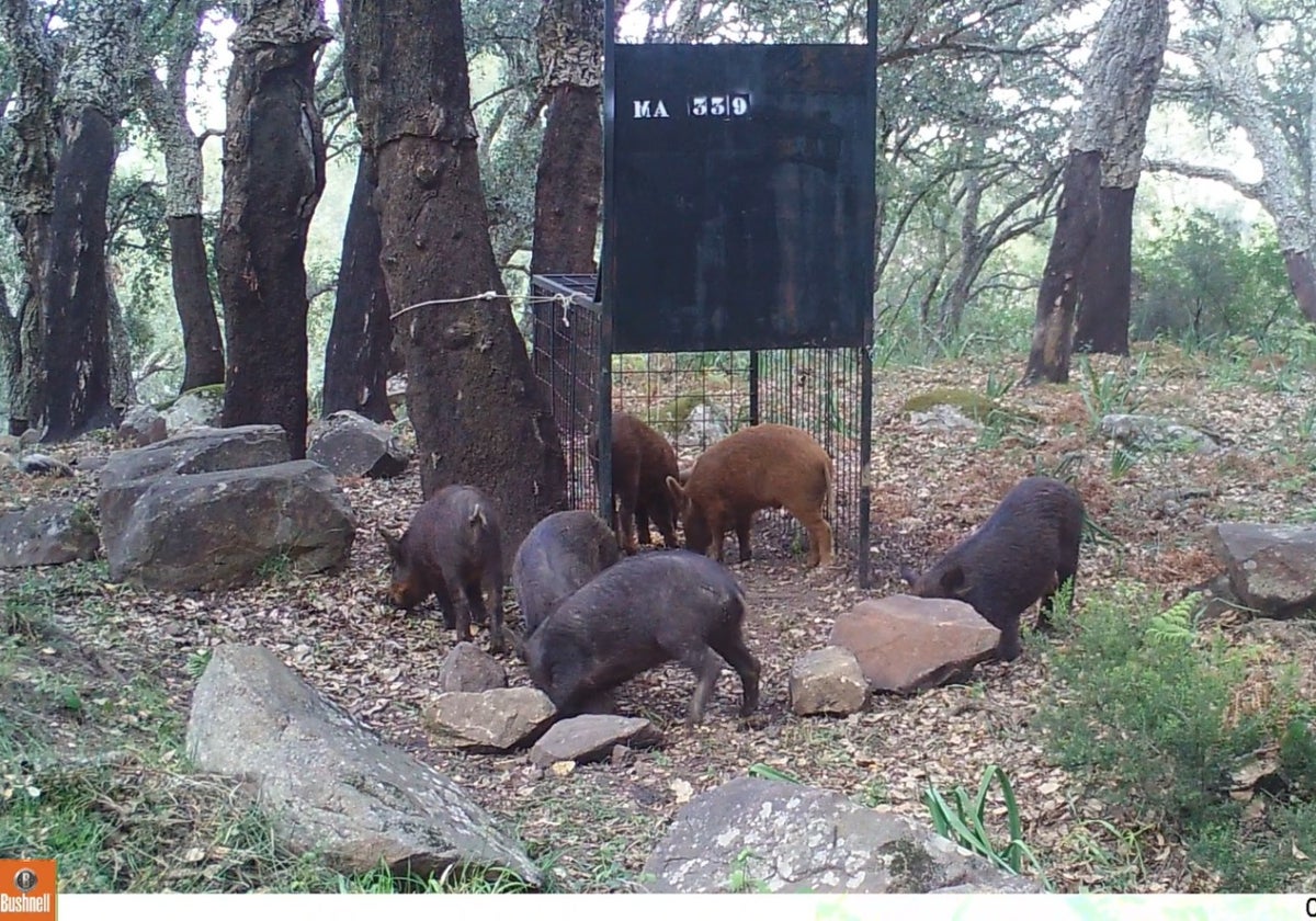 Neue Wildschwein-Notverordnung für Málaga - die elfte in Folge