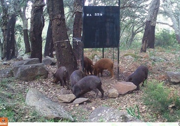 Neue Wildschwein-Notverordnung für Málaga - die elfte in Folge