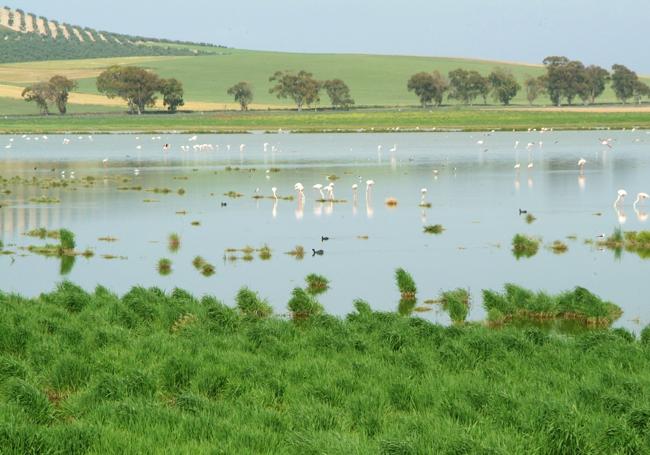m Naturschutzgebiet Lagunas de Campillos hat sich der Wasserstand seit Anfang des Jahres erholt.