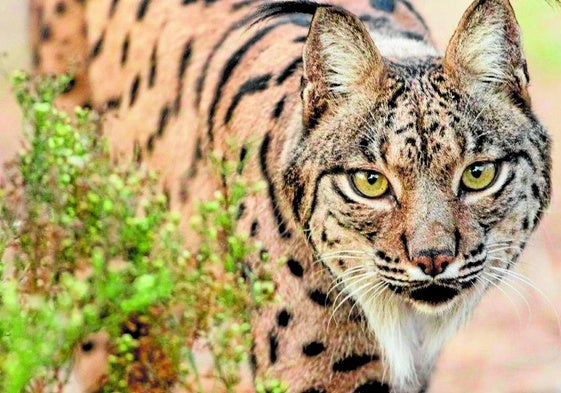 Ein Exemplar des Iberischen Luchses.