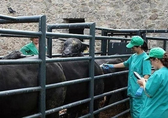 Bauernverband Asaja fordert Hilfe nach Ausbruch der Blauzungenkrankheit im Guadalhorce-Tal in Málaga