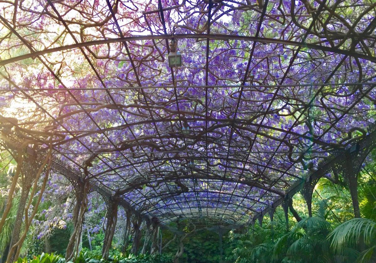 Die Wisteria-Laube im botanischen Garten La Concepción.