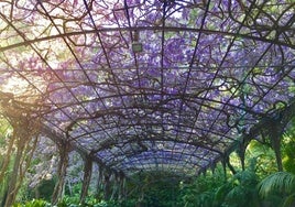 Die Wisteria-Laube im botanischen Garten La Concepción.