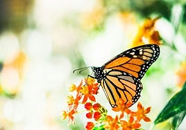 Der Parque de la Paloma beherbergt seit Jahrzehnten eine Kolonie von Monarchfaltern.