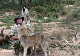 Daniel Weigend mit seinen Wölfen.