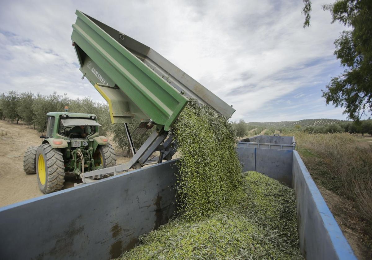 Traktor bei der Olivenernte in Jaén.