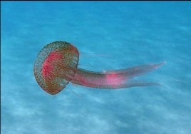 Pelagia noctiluca ist eine der häufigsten Quallenarten an der Küste von Málaga.