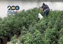 Bande schmuggelte drei Tonnen Marihuana nach Irland: 14 Festnahmen - 10 davon in Málaga