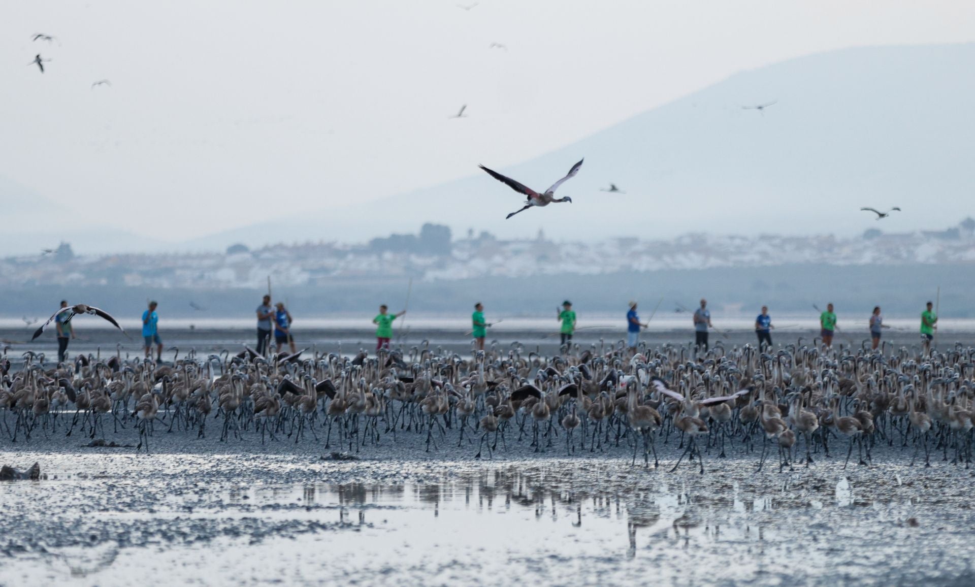 Das Beringen der Flamingo-Jungvögel kehrt nach Jahren der Trockenheit wieder nach Fuente de Piedra zurück