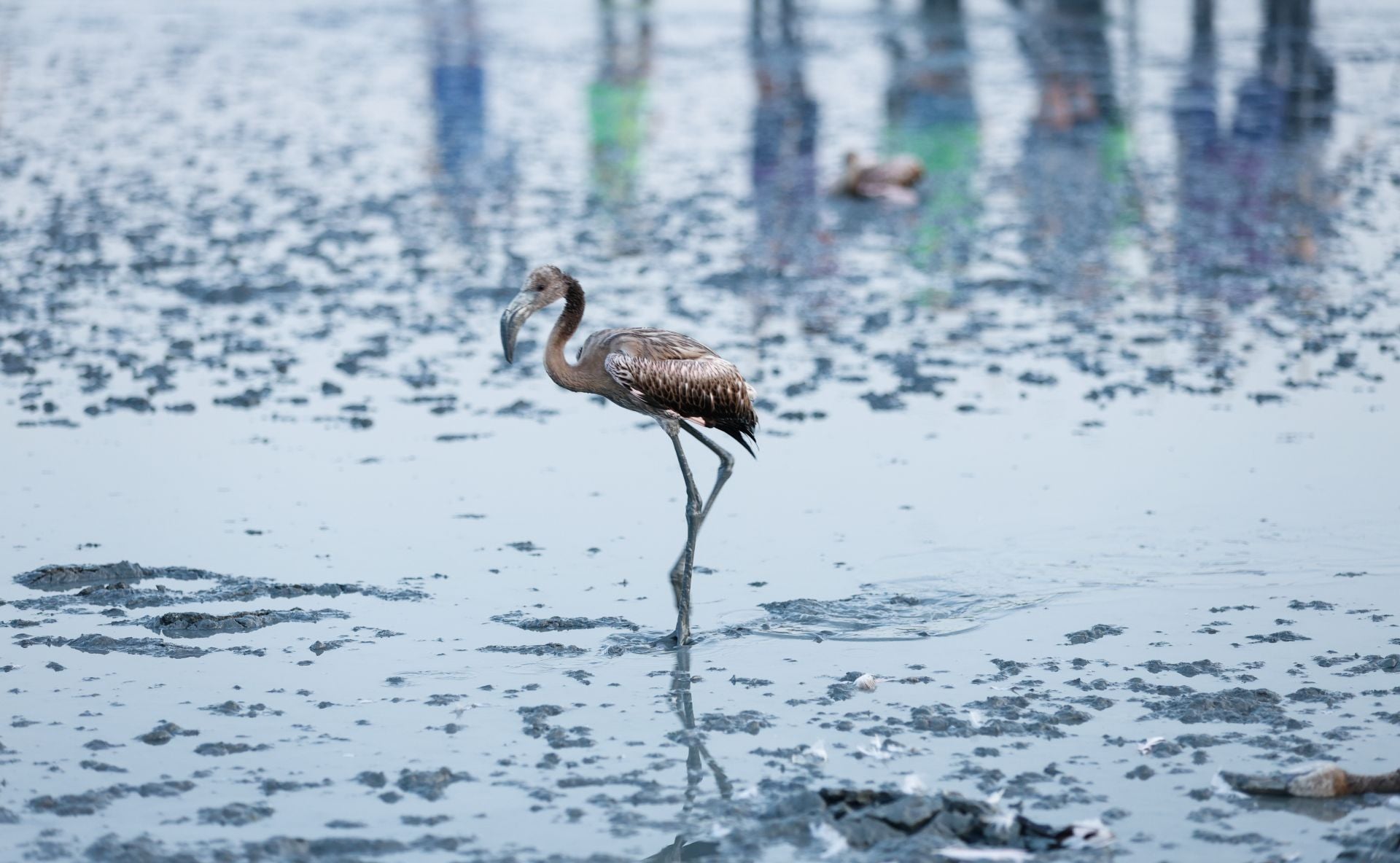 Das Beringen der Flamingo-Jungvögel kehrt nach Jahren der Trockenheit wieder nach Fuente de Piedra zurück