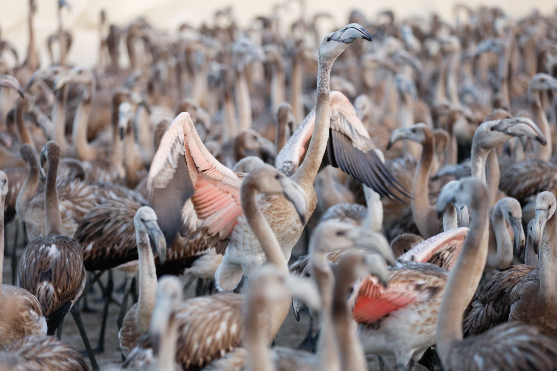 Das Beringen der Flamingo-Jungvögel kehrt nach Jahren der Trockenheit wieder nach Fuente de Piedra zurück