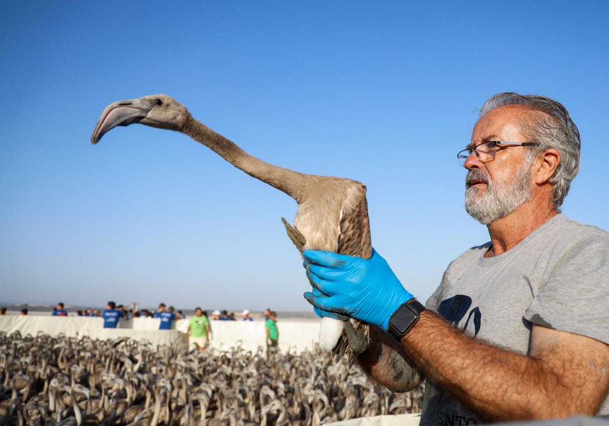 Das Beringen der Flamingo-Jungvögel kehrt nach Jahren der Trockenheit wieder nach Fuente de Piedra zurück