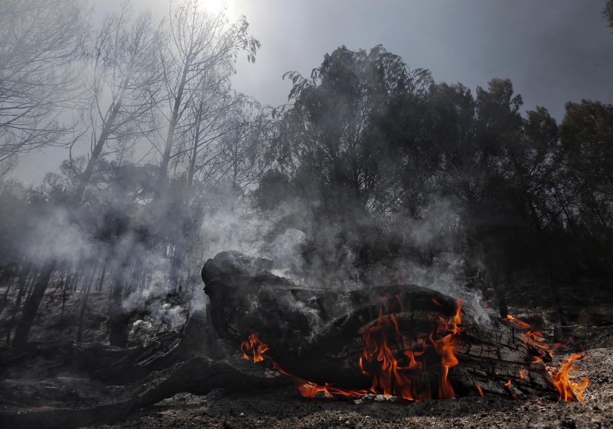 Vom Feuer betroffenes Gebiet in der Stadt Carcastillo in Navarra.