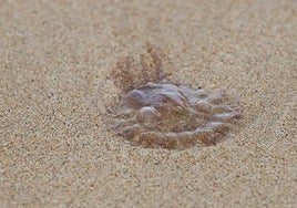 Quallen: drei gelbe Flaggen in der Stadt Málaga gehisst