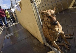 Das Unternehmen muss über eine Veterinärstation mit mindestens zehn Boxen verfügen.