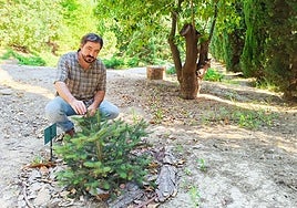 Gabriel Gutiérrez Tejada begutachtet ein junges Exemplar einer spanischen Tanne im Botanischen Garten La Concepción.