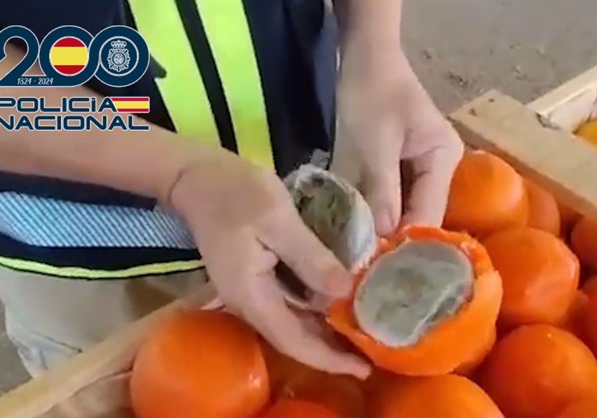 Foto der zwischen den Orangen in Vélez-Málaga versteckten Drogen.