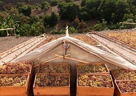 Archivfoto eines «Pasero» in der Axarquía.