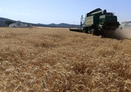 Ein Mähdrescher bringt in diesem Sommer Weizen in Campillos ein.