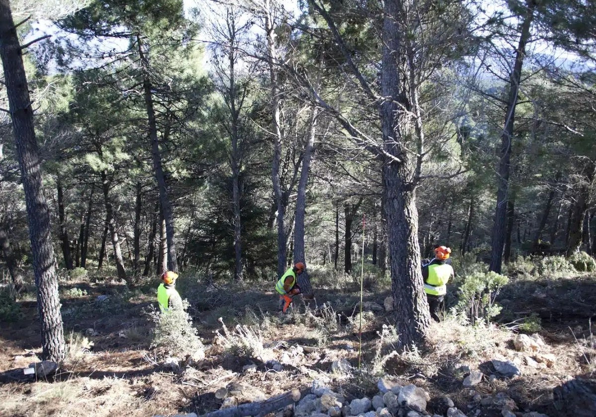 Unterholz, Totholz und überschüssige Vegetation aus den öffentlichen Wäldern Málagas soll vermehrt als Waldbiomasse genutzt werden.