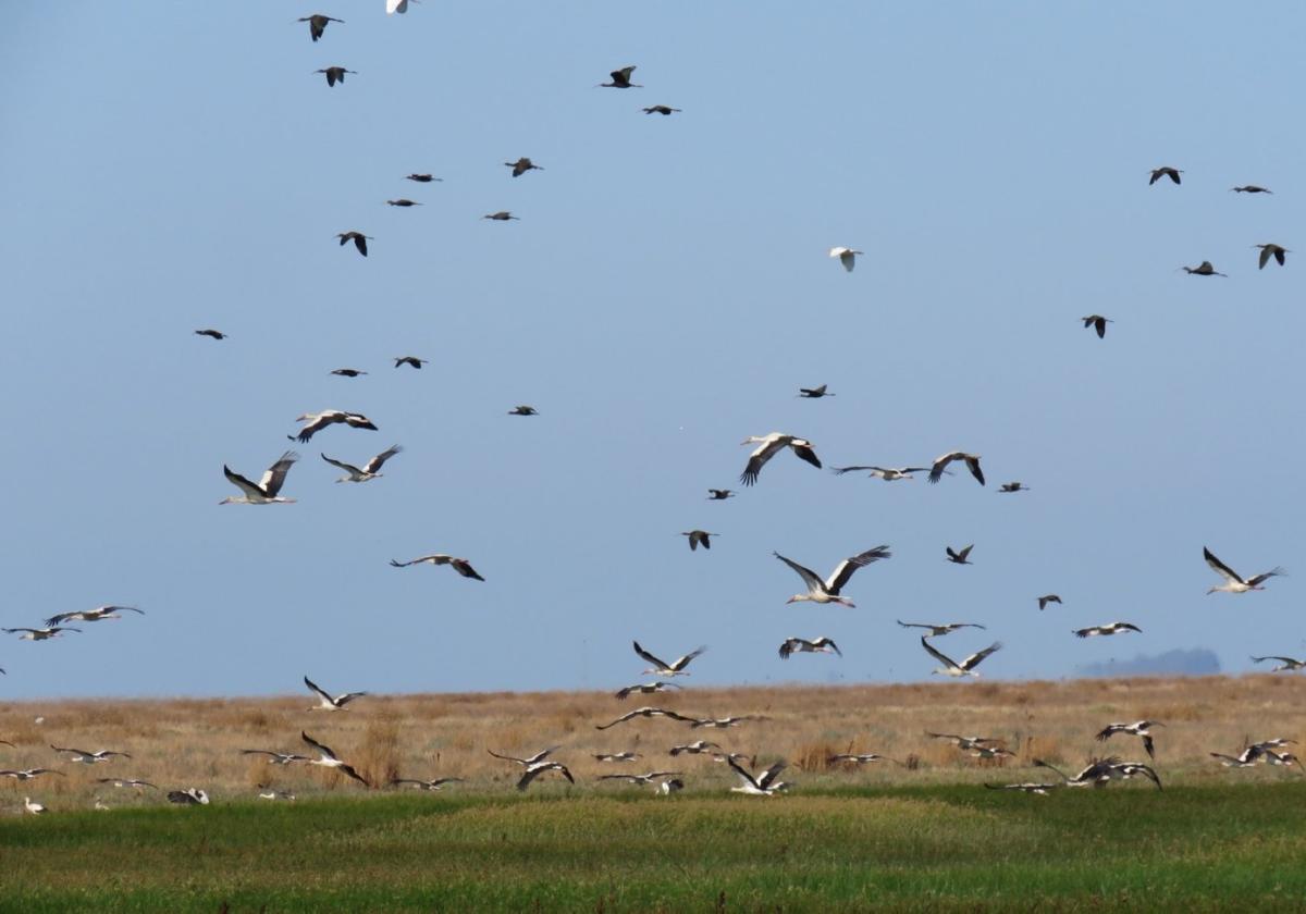Viele Zugvögel machen in Doñana Pause oder bleiben gleich zum Nisten in dem Nationalpark.