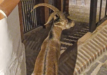 Eines der Exemplare, die jede Nacht in Canillas de Aceituno spazieren gehen.