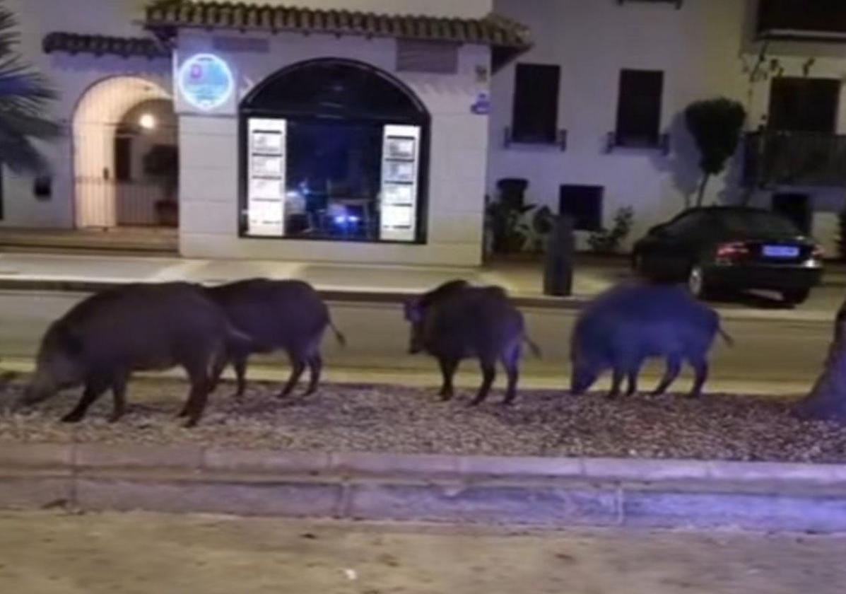 Gruppe von Wildschweinen am Playa Granada.