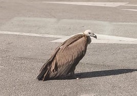 Der Geier, der erschöpft auf dem Dach einer Tankstelle in Ardales gelandet war, blieb am Boden liegen, bis er versorgt wurde.