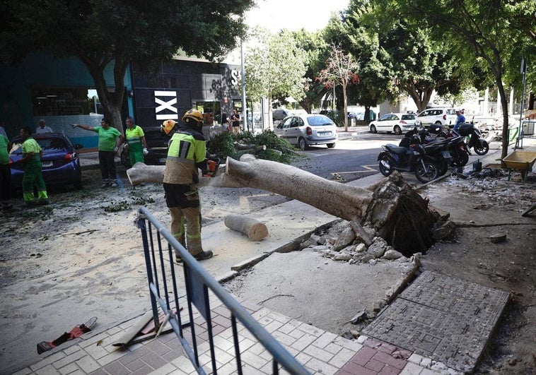 Arbeiter bei der Beseitigung des umgestürzten Baumes in der Calle Antonio Soler.