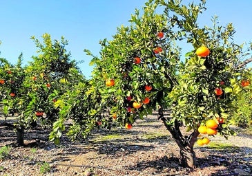 Ein Orangenhain im Inland der Provinz Málaga.