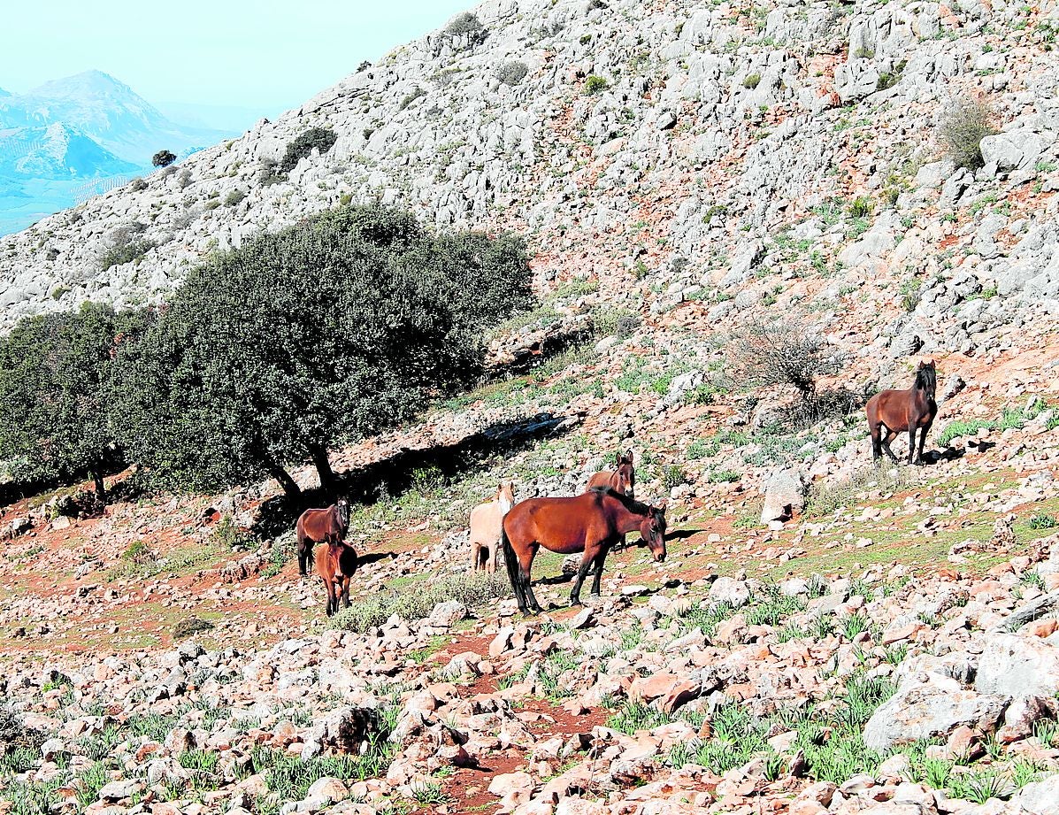 Diese Pferde bewegen sich frei in der Nähe der Lagune von San Jorge