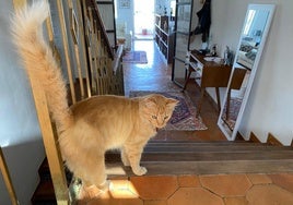 Iodi, im Haus des Paares in Marbella.