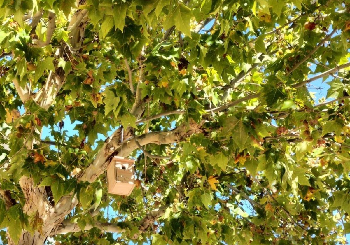 Ein im Baum angebrachter Nistkasten.