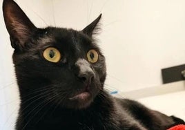 Spanische Stadt verbietet rund um Halloween Adoption schwarzer Katzen