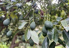 Avocados in der Axarquía.