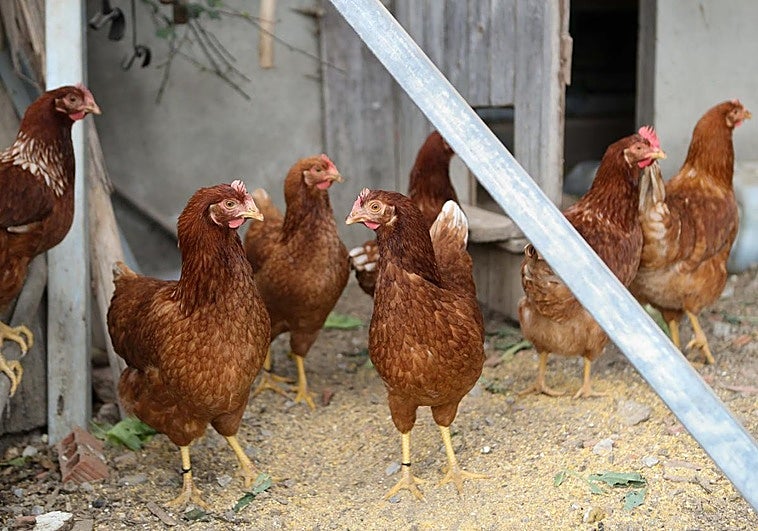 Vogelgrippe lässt Preis für Eier in Spanien um 31 Prozent steigen