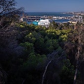Das Bild des Gibralfaro-Hügels ist auch durch viele vertrocknete Bäume getrübt.